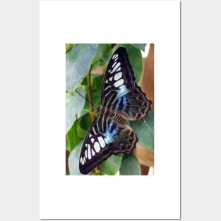 Blue Spotted Butterfly Posters and Art